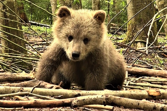 Тверской центр спасения медвежат-сирот просит о помощи
